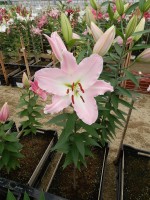 [4494 PO82 LUN 3197 No01.JPG]